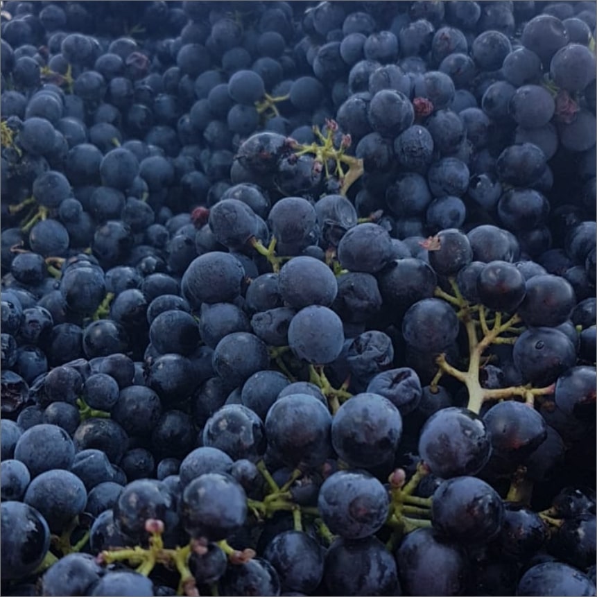 Récolte du raisin pour en faire du vin